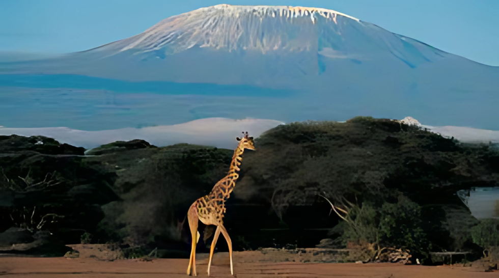 International Tour Packages